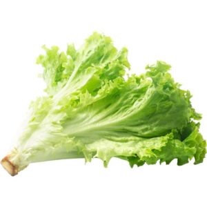 Organic Lettuce